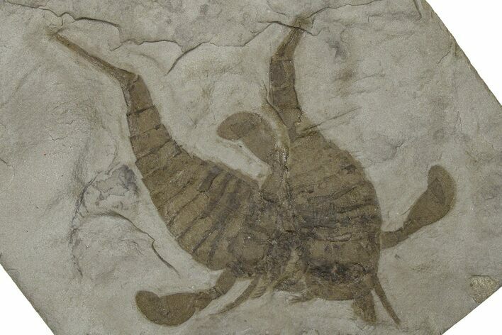 Double Eurypterus (Sea Scorpion) Plate - New York #369257